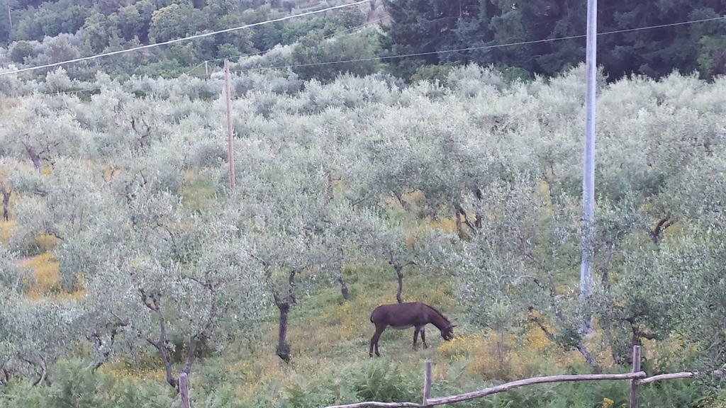 Podere"Sulle Soglie Del Bosco" Appartament And Rooms Pescia Exterior foto